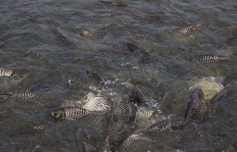 魚飼料中為什么要加入礦石類物質,有哪些作用?