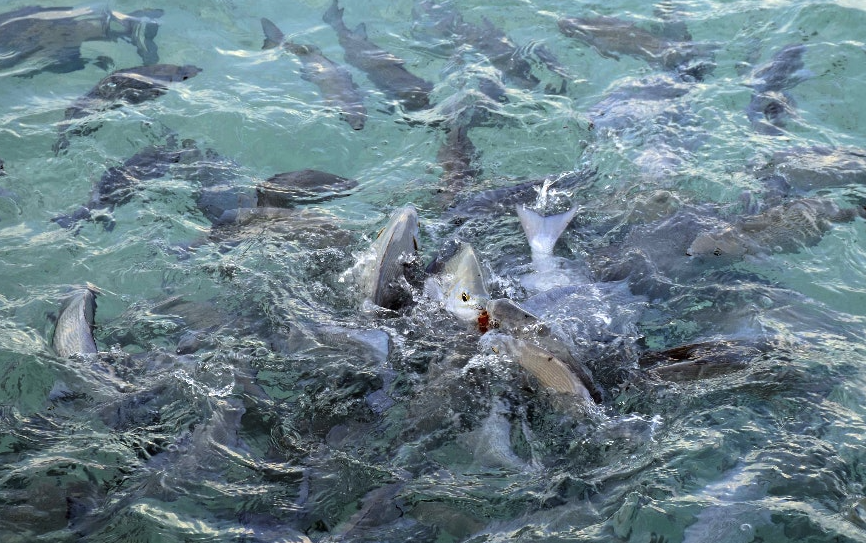 魚飼料中為什么要加入礦石類物質,有哪些作用?