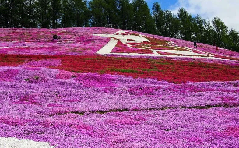 桃紅錐花福祿考有哪些生態習性,有哪些價值?