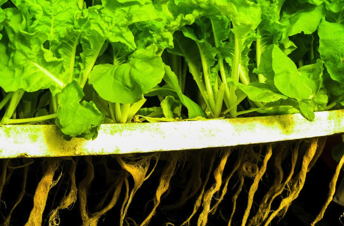 生菜的種子如何進行消毒和冷處理,有哪些方法?