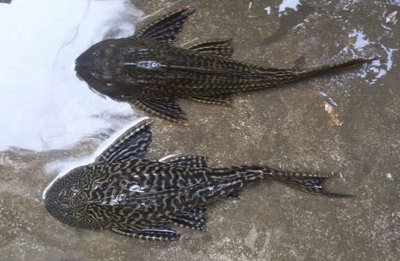 清道夫是什么魚類,有什么經濟價值?