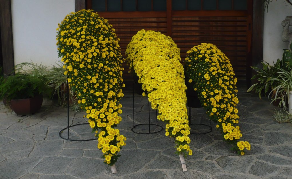 懸崖菊有哪些開(kāi)花習(xí)性,需要進(jìn)行摘心嗎?