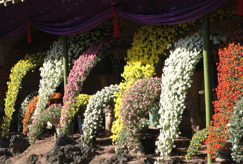 懸崖菊如何進(jìn)行栽種,有哪些注意事項(xiàng)?