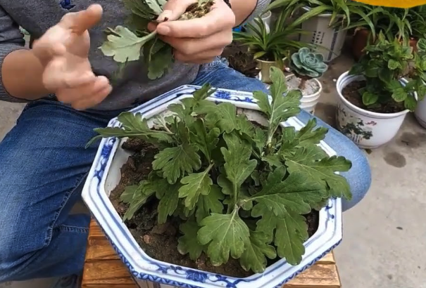 菊花芽插的方法有哪些,需要哪些條件?