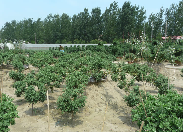 大立菊如何進(jìn)行栽培,有哪些注意事項(xiàng)?