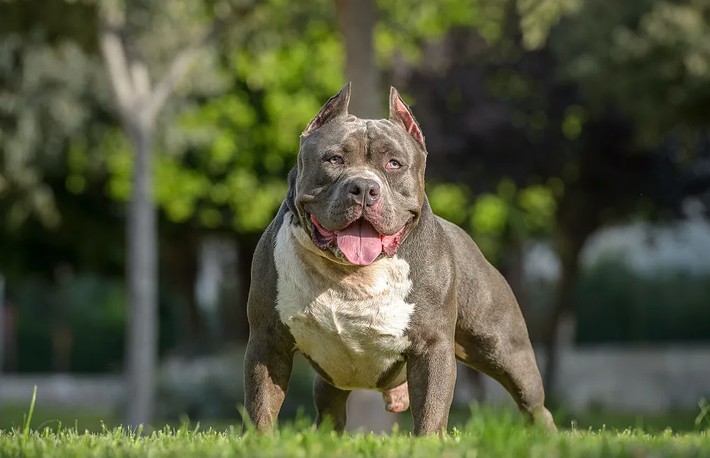 比特犬的有哪些經(jīng)濟(jì)價(jià)值,如何進(jìn)行飼養(yǎng)?