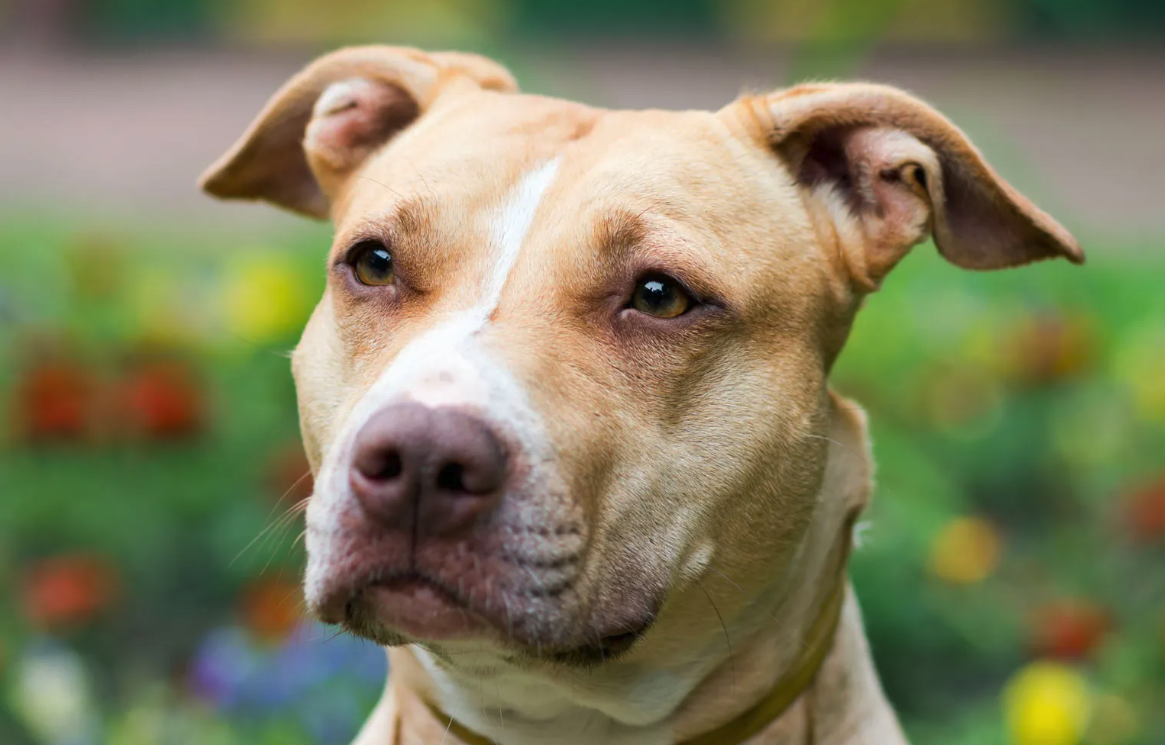 比特犬的有哪些經(jīng)濟(jì)價(jià)值,如何進(jìn)行飼養(yǎng)?