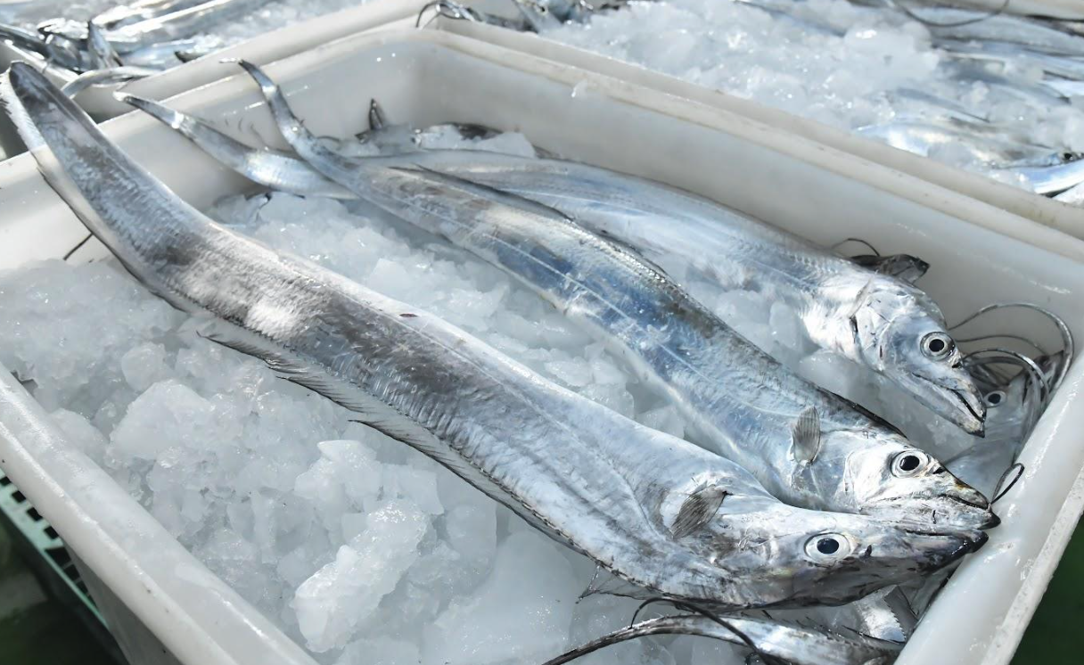 帶魚有哪些營養價值,對于生活海域有哪些要求?