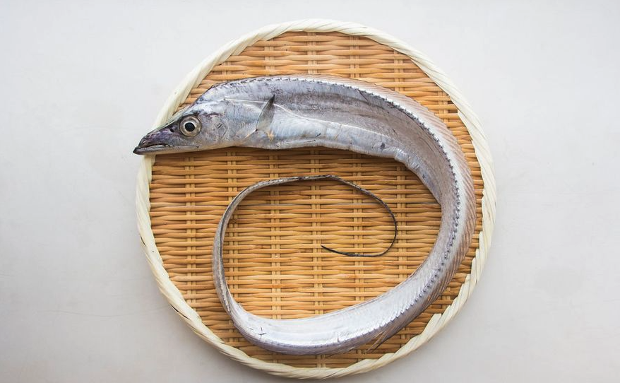 帶魚有哪些營養價值,對于生活海域有哪些要求?