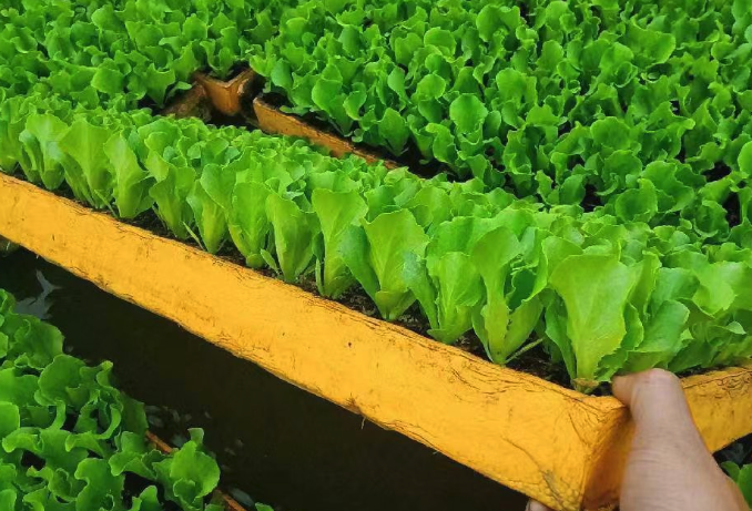 生菜如何培育種子,發芽時候溫度應該控制在多少?