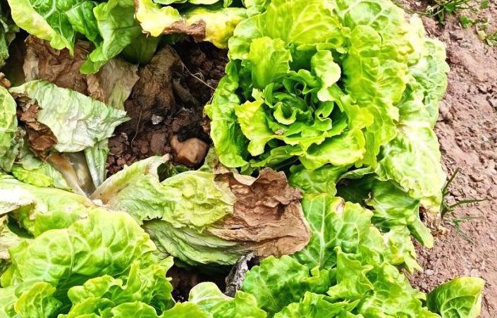 夏天高溫對露天生菜種植有哪些影響,怎么處理?