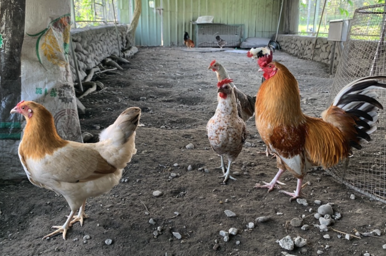 不同年齡段的雞可以飼養(yǎng)在一塊嗎,有哪些影響?