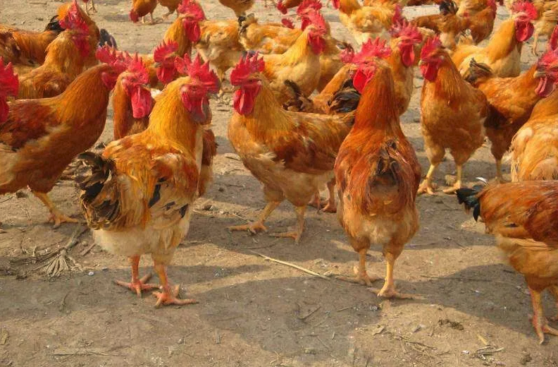不同年齡段的雞可以飼養(yǎng)在一塊嗎,有哪些影響?