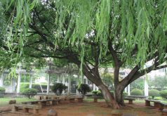 <strong>柳樹(shù)常見(jiàn)的病蟲(chóng)害有哪些，壽命一般多久?</strong>