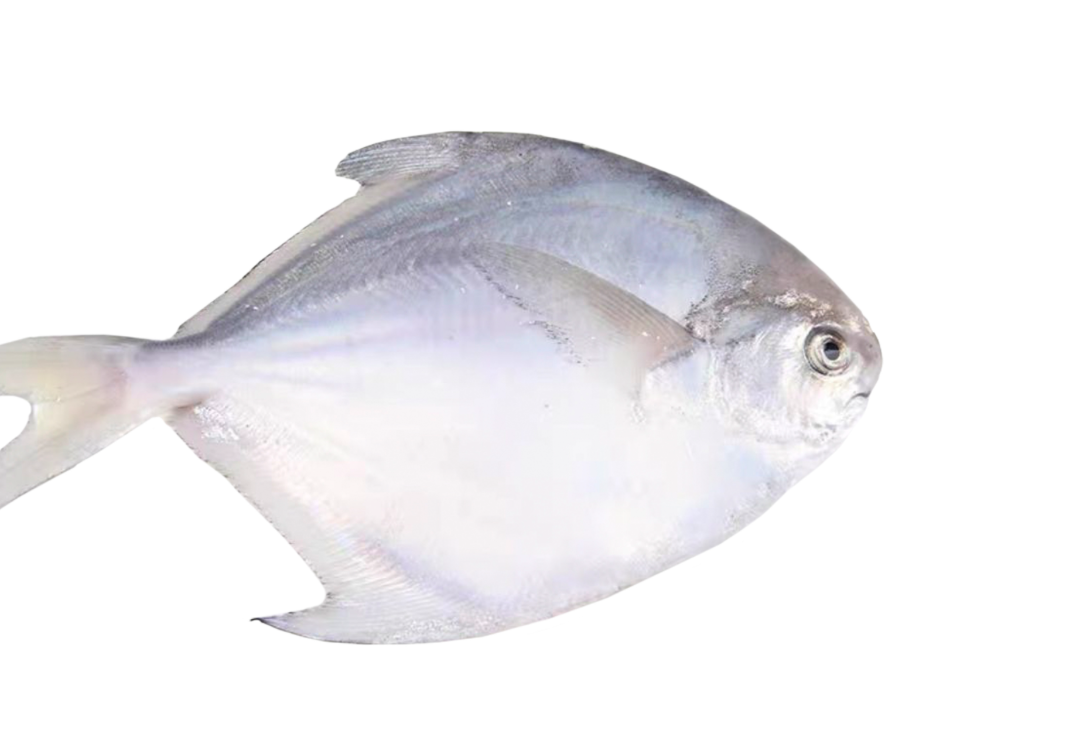 鯧魚如何進行養殖,有哪些營養價值?