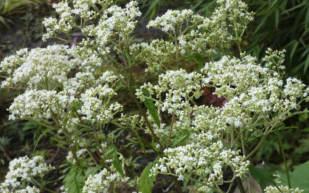 白花敗醬是一種什么植物,有哪些形態特點?