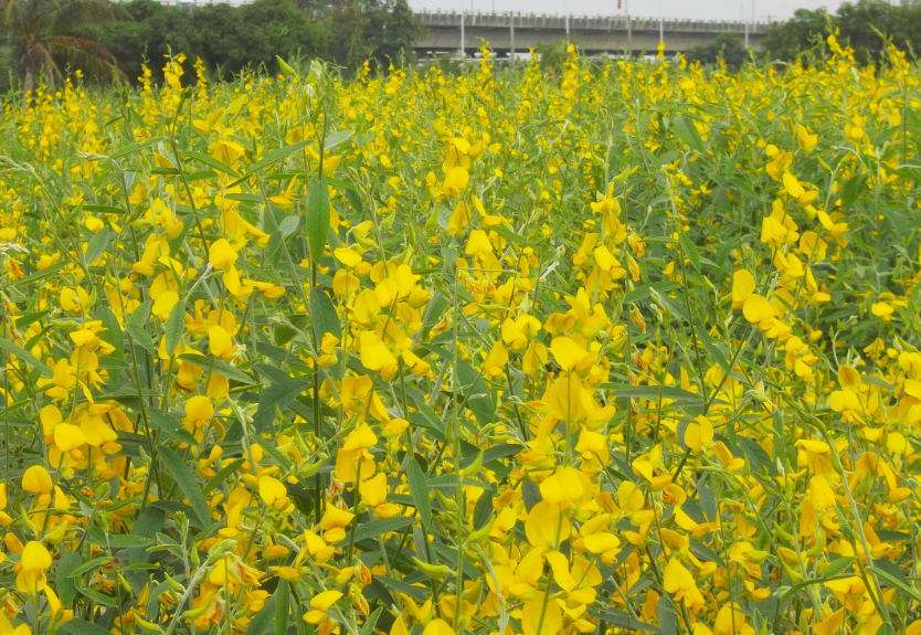 芝麻花有哪些形態(tài)特征,主要分布在哪些地區(qū)?