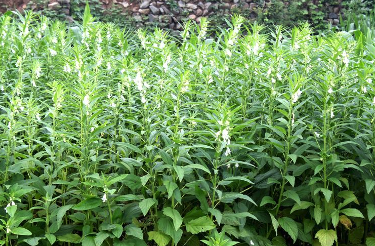 芝麻花有哪些形態(tài)特征,主要分布在哪些地區(qū)?