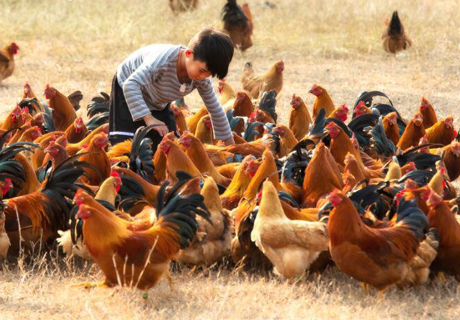 雞飼料中可以加入廣譜抗菌藥物嗎,有哪些效果?