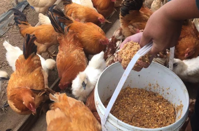 雞飼料中可以加入廣譜抗菌藥物嗎,有哪些效果?