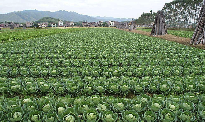 包心菜怎么種植,對于土壤和光照有哪些要求?