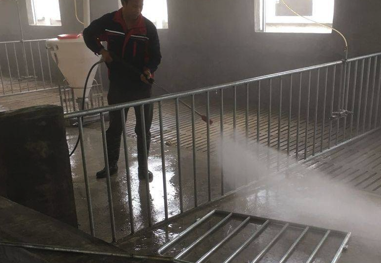 雞霍亂感染的雞會反復發(fā)病嗎,雞場消毒后要空閑多久才能使用?
