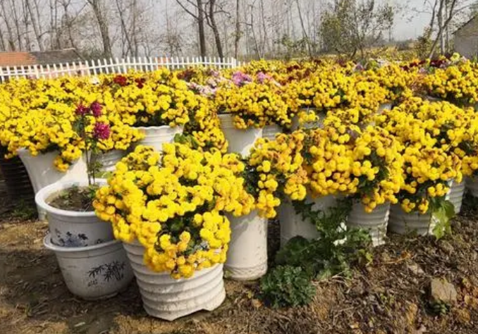 菊花骨朵為什么是空的?