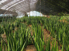 <b>大棚蘆薈栽培核心方法</b>
