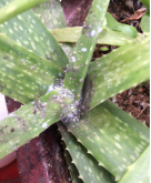 <b>藥用植物蘆薈炭疽病</b>