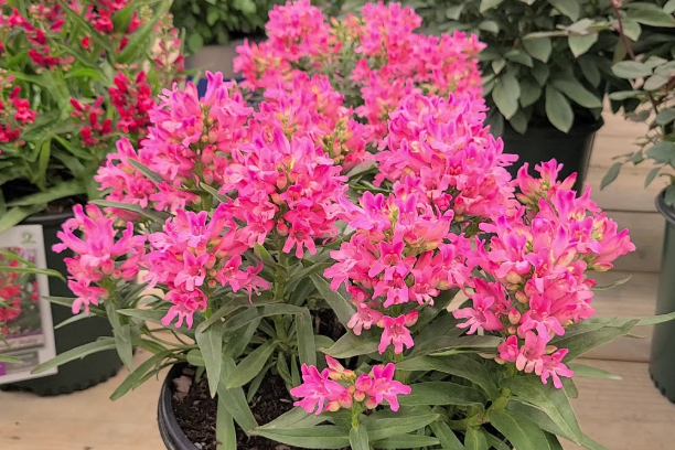 紅花吊鐘柳有哪些形態特征,主要分布在哪些地區?