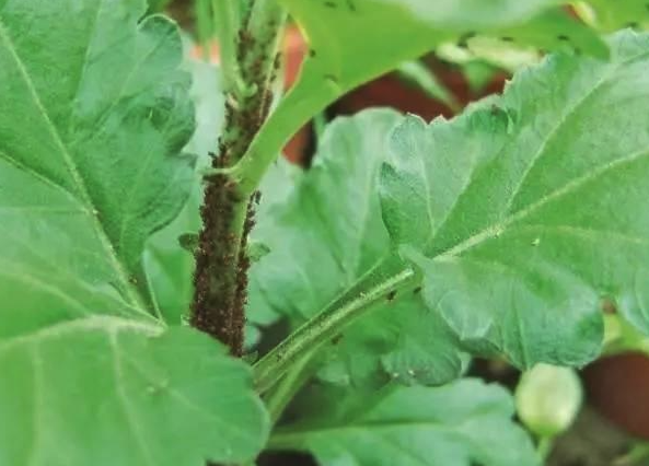 菊花蚜蟲的防治方法有哪些,敵敵畏可以噴施嗎