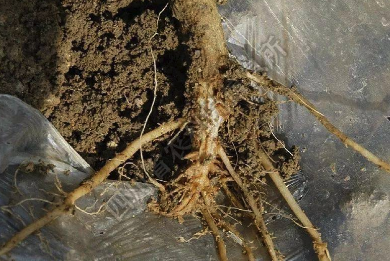 菊花根腐病的防治方法是什么,有哪些注意事項(xiàng)?