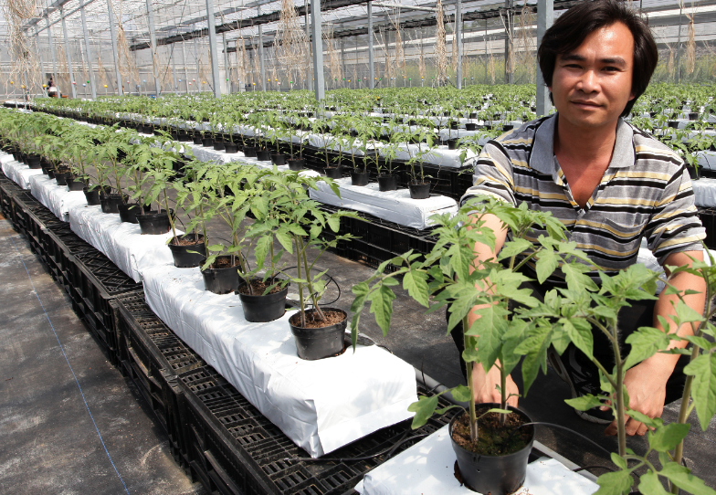 牛蕃茄的生長周期多久,如何進行種植?