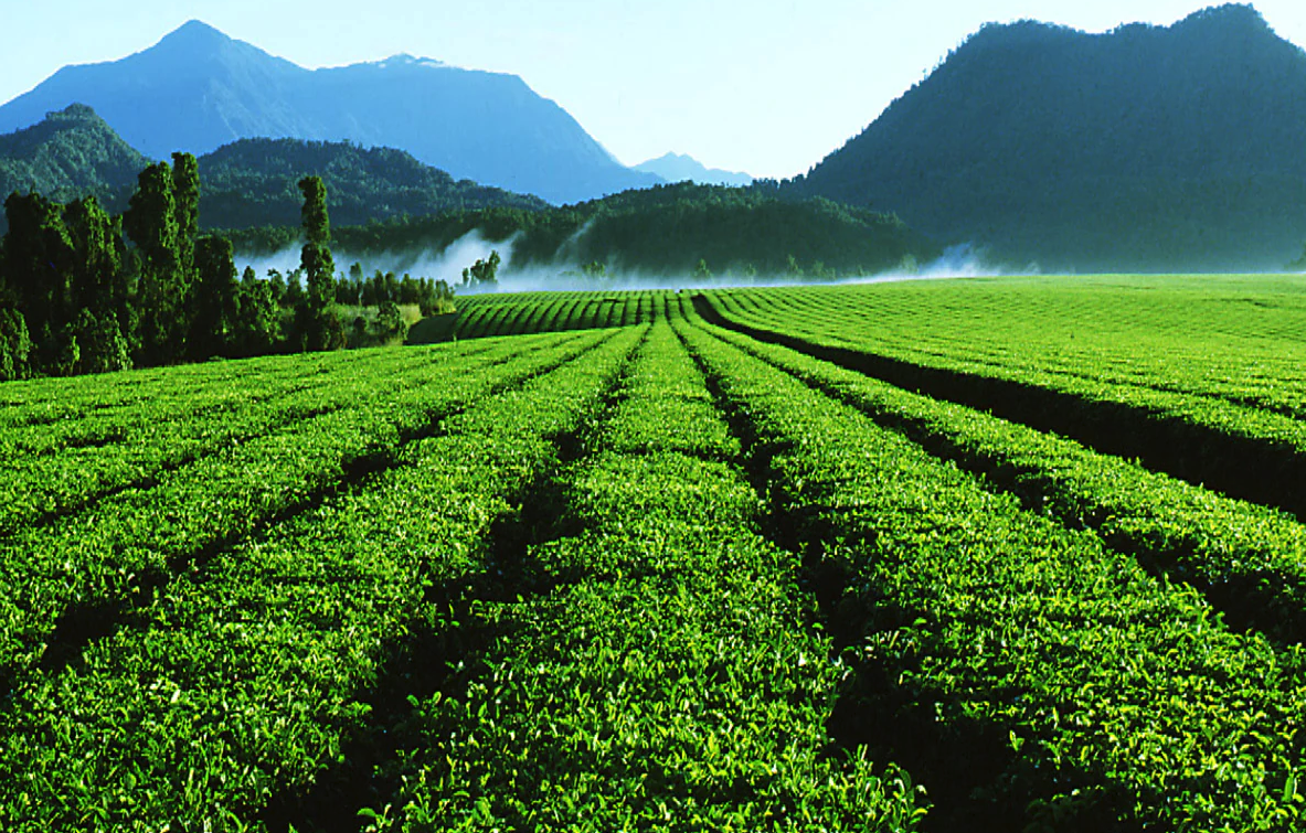 酸性土壤對于茶樹種植有哪些好處?