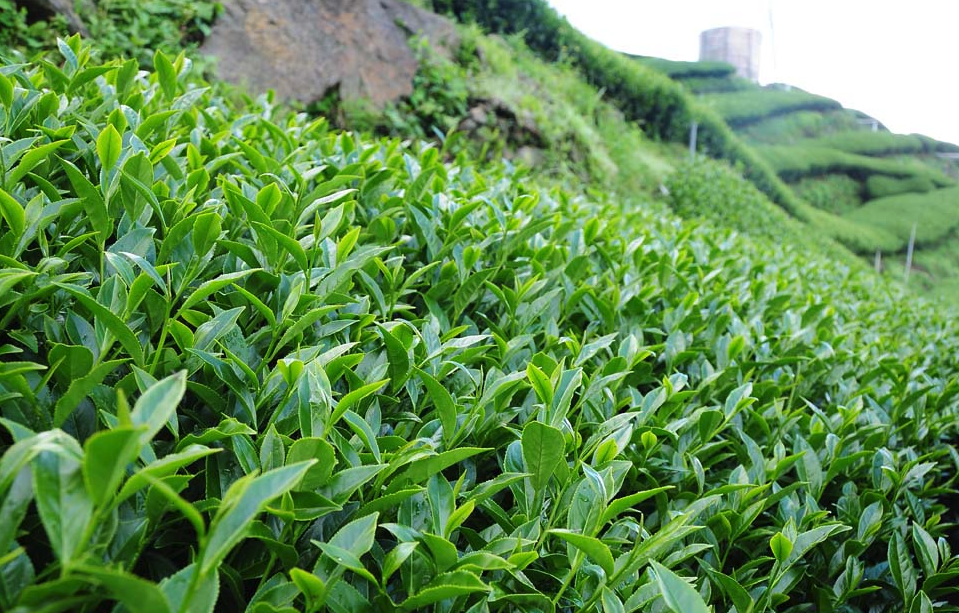 烏龍茶茶樹種植對(duì)土壤和海拔有什么要求?