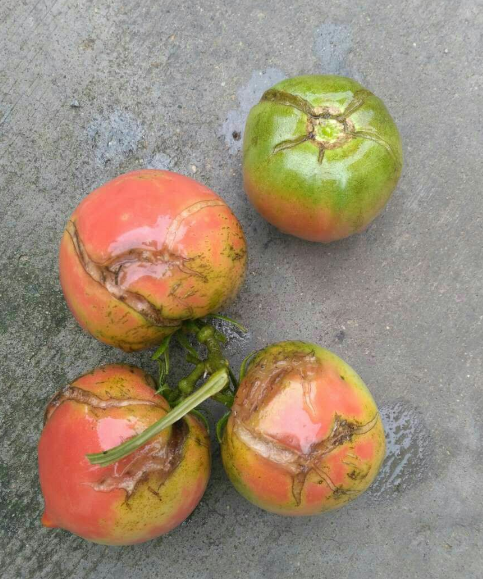 西紅柿裂紋嚴重是什么原因?