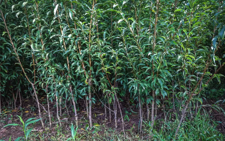 三華李如何種植?
