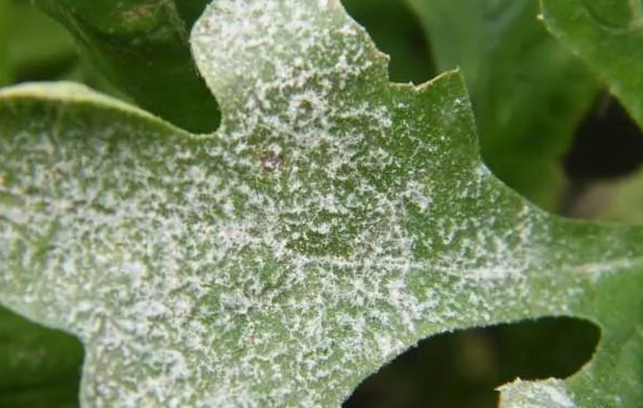 菊花白粉病的防治方法有哪些,需要注意什么?