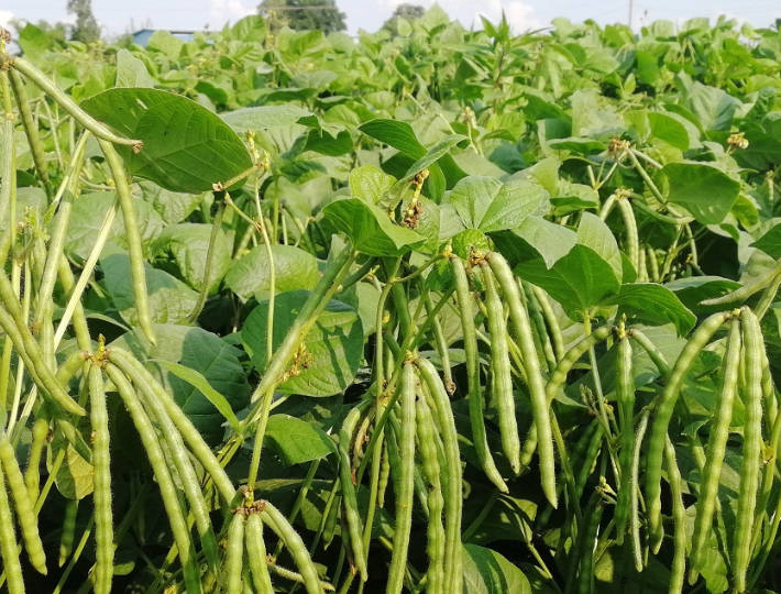 綠豆如何種植?什么季節適合種植綠豆?