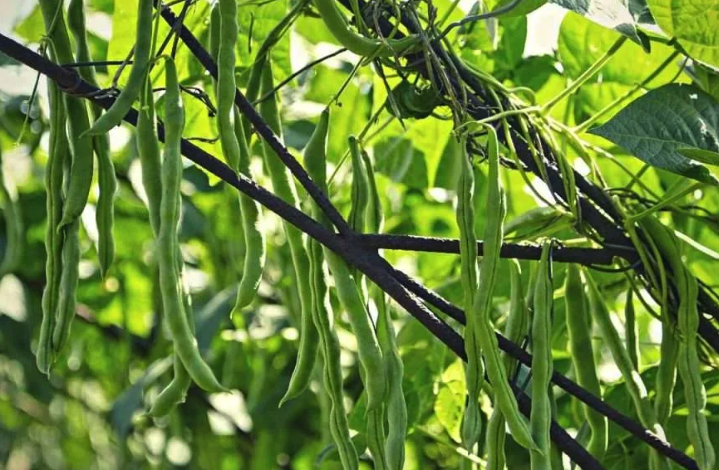綠豆如何種植?什么季節適合種植綠豆?