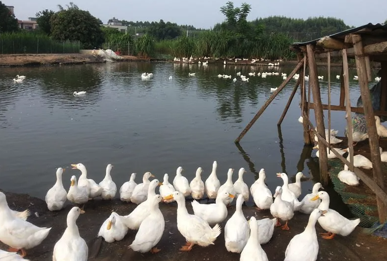 鴨子放養(yǎng)過(guò)程中主要的外界事物來(lái)源有哪些?
