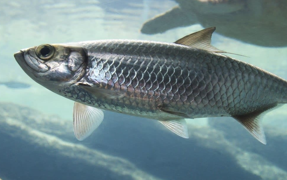鯡魚(yú)對(duì)環(huán)境有什么要求,需要準(zhǔn)備什么?