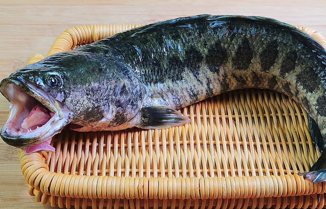 黑魚有哪些飲食習(xí)性,最大體型可以長多大?
