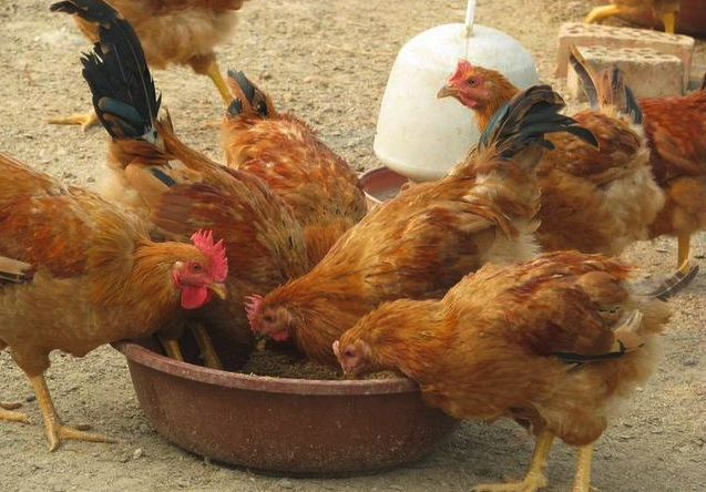 雞飼料中加入新霉素可以治療雞的大腸桿菌嗎,有哪些副作用?