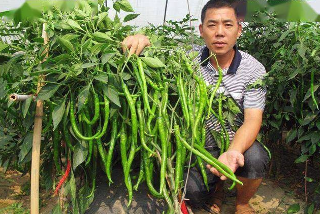 粵椒是什么辣椒,這種辣椒有哪些特點