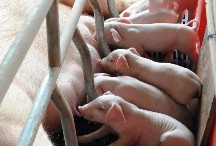 豬仔在什么時候可以斷奶喂養飼料,有哪些注意事項?