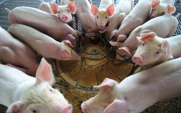 豬仔在什么時候可以斷奶喂養飼料,有哪些注意事項?