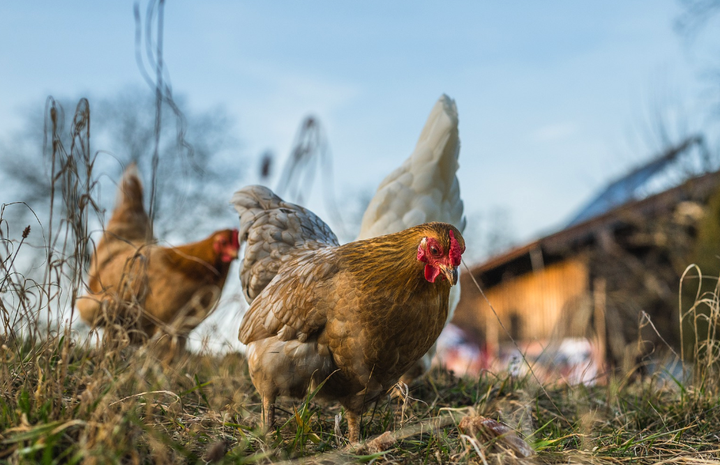 如何讓雞肉更有色澤,雞飼料中可以添加什么物質?