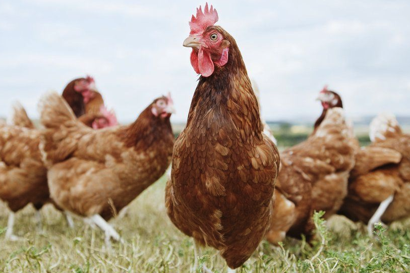 如何增加雞蛋的色澤,雞飼料中可以添加什么?