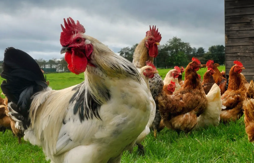 如何增加雞蛋的色澤,雞飼料中可以添加什么?